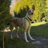 Ziggy sucht nun ein Traumzuhause