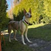 Ziggy sucht nun ein Traumzuhause