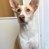 Ziggy sucht nun ein Traumzuhause