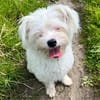 Idefix-aktiver Rüde sucht seinen Obelix