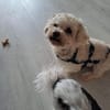Dilajla- kleine Kuschelmaus sucht ein Zu