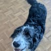 Didi, offen, sehr verschmust, lernwillig