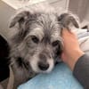 Buddy hat sein Zuhause verloren