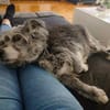 Buddy hat sein Zuhause verloren