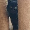 Olli - von der Straße auf die Couch
