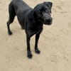 Xaphira -Wunderschöne Hundedame