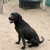 Xaphira -Wunderschöne Hundedame