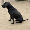 Xaphira -Wunderschöne Hundedame