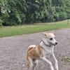 Timmy jetzt Abu 48 cm (Pflegestelle)