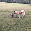 Timmy jetzt Abu 48 cm (Pflegestelle)