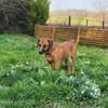 ♥Amigo♥ erwartet dich in 74749 Rosenberg