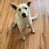 💙Balou💙 sucht ein schönes Zuhause