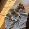💙Balou💙 sucht ein schönes Zuhause