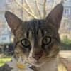 PAULCHEN-wunderschöner getigerter Kater