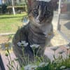 PAULCHEN-wunderschöner getigerter Kater