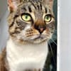 Lukas  lieber Kater sucht Kuschelfamilie