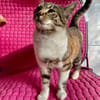 Lukas  lieber Kater sucht Kuschelfamilie