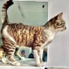 Lukas  lieber Kater sucht Kuschelfamilie