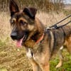 Marley sucht ein aktives Zuhause