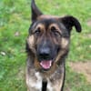 Marley sucht ein aktives Zuhause