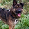 Marley sucht ein aktives Zuhause