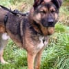 Marley sucht ein aktives Zuhause