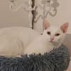 Jerry Schneeweißer ,freundlicher Kater