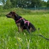 Amy sucht ein freies Körbchen