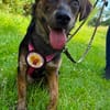 Amy sucht ein freies Körbchen