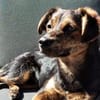 Amy sucht ein freies Körbchen