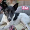 Lika, 07/24 - pfiffiges Mädel sucht...
