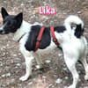 Lika, 07/24 - pfiffiges Mädel sucht...