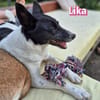 Lika, 07/24 - pfiffiges Mädel sucht...