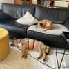 kleine Missy - wo ist mein Zuhause