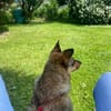 kleine Missy - wo ist mein Zuhause