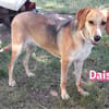 Daisy - treu und menschenbezogen