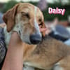 Daisy - treu und menschenbezogen
