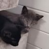 BERLIOZ
