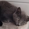 BERLIOZ