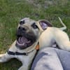 KODA