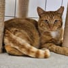 okapi
