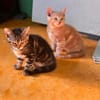5 Chatons