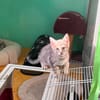 5 Chatons