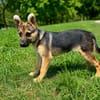 Niedliche FINJA sucht ein Zuhause