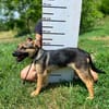 Niedliche FINJA sucht ein Zuhause