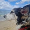 Verschmuster STEVIE sucht sein Zuhause!