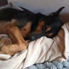 Filemon