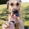 Fanta, geb. 05/2017, 48317 Drensteinfurt
