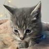 Milo