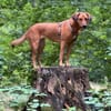 Leni - Körbchen auf dem Land gesucht